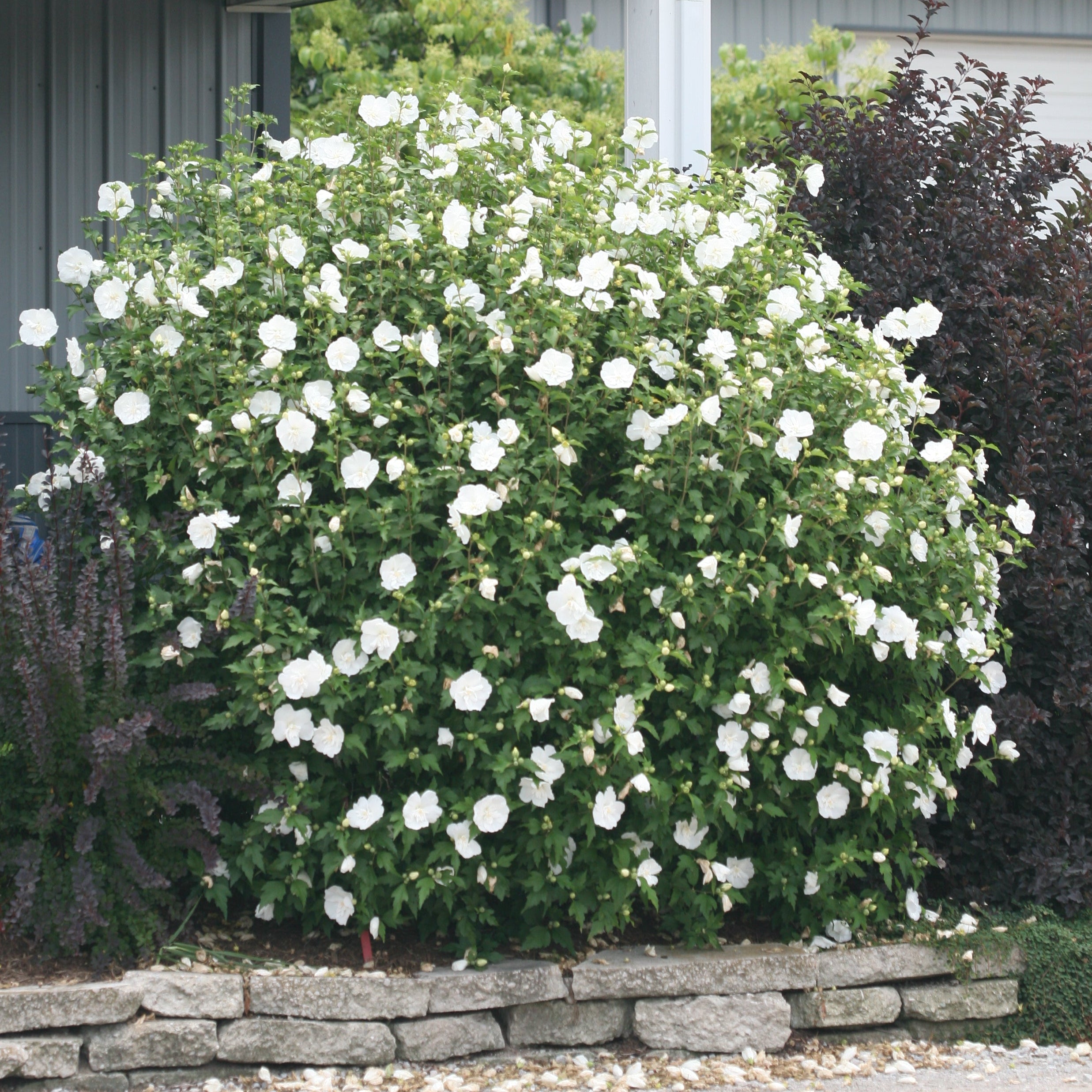 Little Quick Fire® Hydrangea- Panicle – Creekside Nursery, Inc