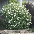 White Chiffon Rose of Sharon shrub with white blooms