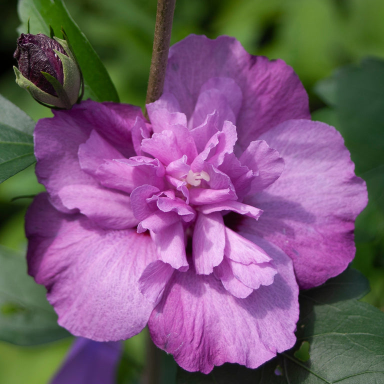 lavender rose of sharon tree Dark Lavender Chiffon Rose of Sharon