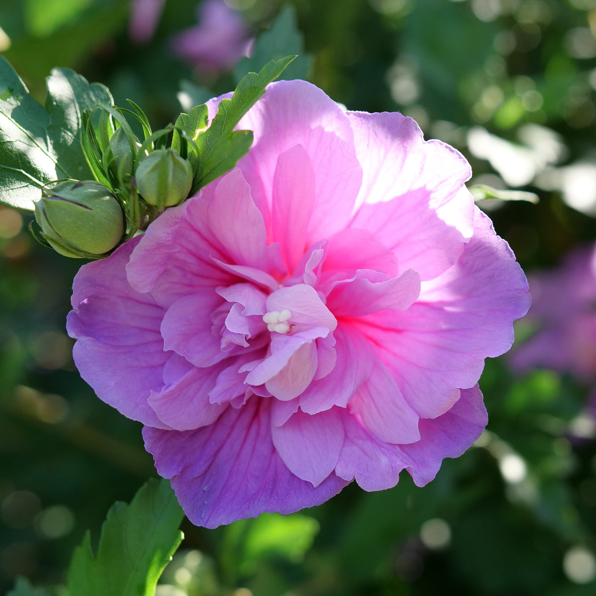 Dark lavender Rose of Sharon bloom in a nursery pot
