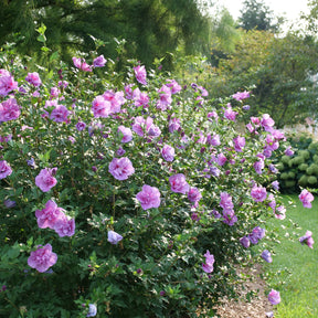 Dark lavender CHIFFON Rose of Sharon shrub in bloom
