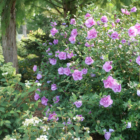 Dark lavender CHIFFON® Rose of Sharon in bloom in a pot