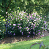 Dark lavender Chiffon Rose of Sharon with pale center blooms