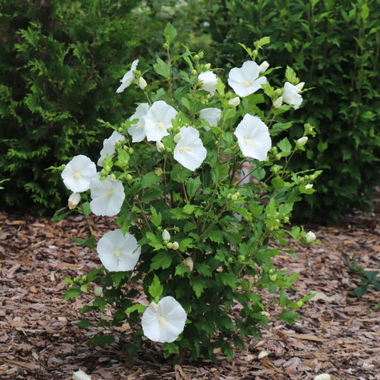 Pure white Rose of Sharon shrub in bloom in a pot
