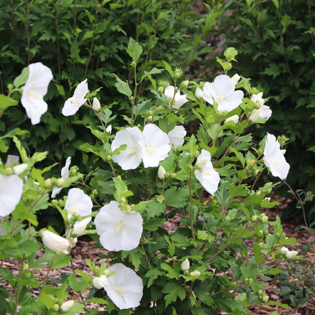 Pure white Rose of Sharon shrub with blooms in a pot