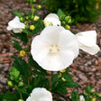 Pure white Rose of Sharon flowering shrub in pot