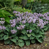 Blue Mouse Ears hosta in a nursery pot