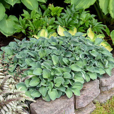 Blue Mouse Ears hosta in a nursery pot