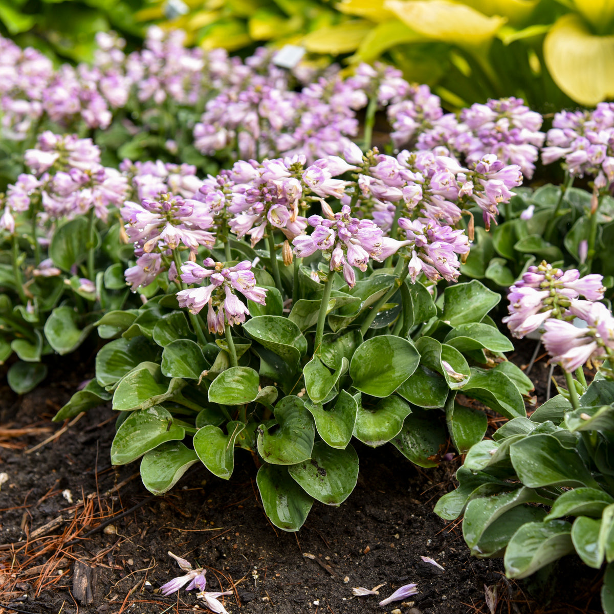 Blue Mouse Ears' hosta in a pot with blue-green leaves