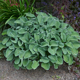 Blue Mouse Ears hosta in a nursery pot