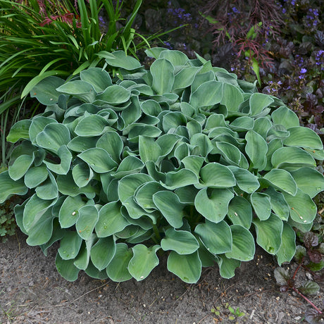 Blue Mouse Ears hosta in a nursery pot