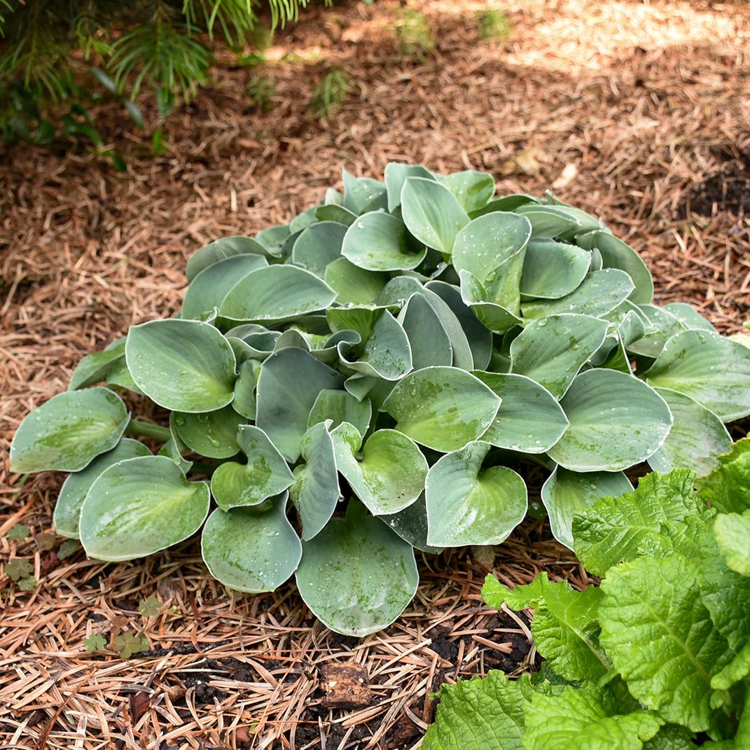 Blue Mouse Ears hosta in a nursery pot