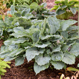 Hosta ‘Diamond Lake’ with blue-green leaves in a pot