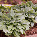 Hosta ‘Diamond Lake’ with blue-green leaves in a pot