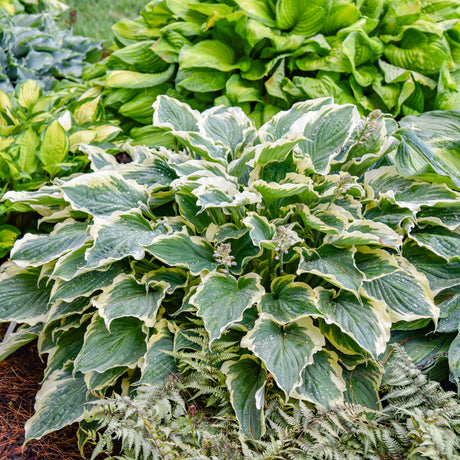 Shadowland hosta Hope Springs Eternal in a nursery pot