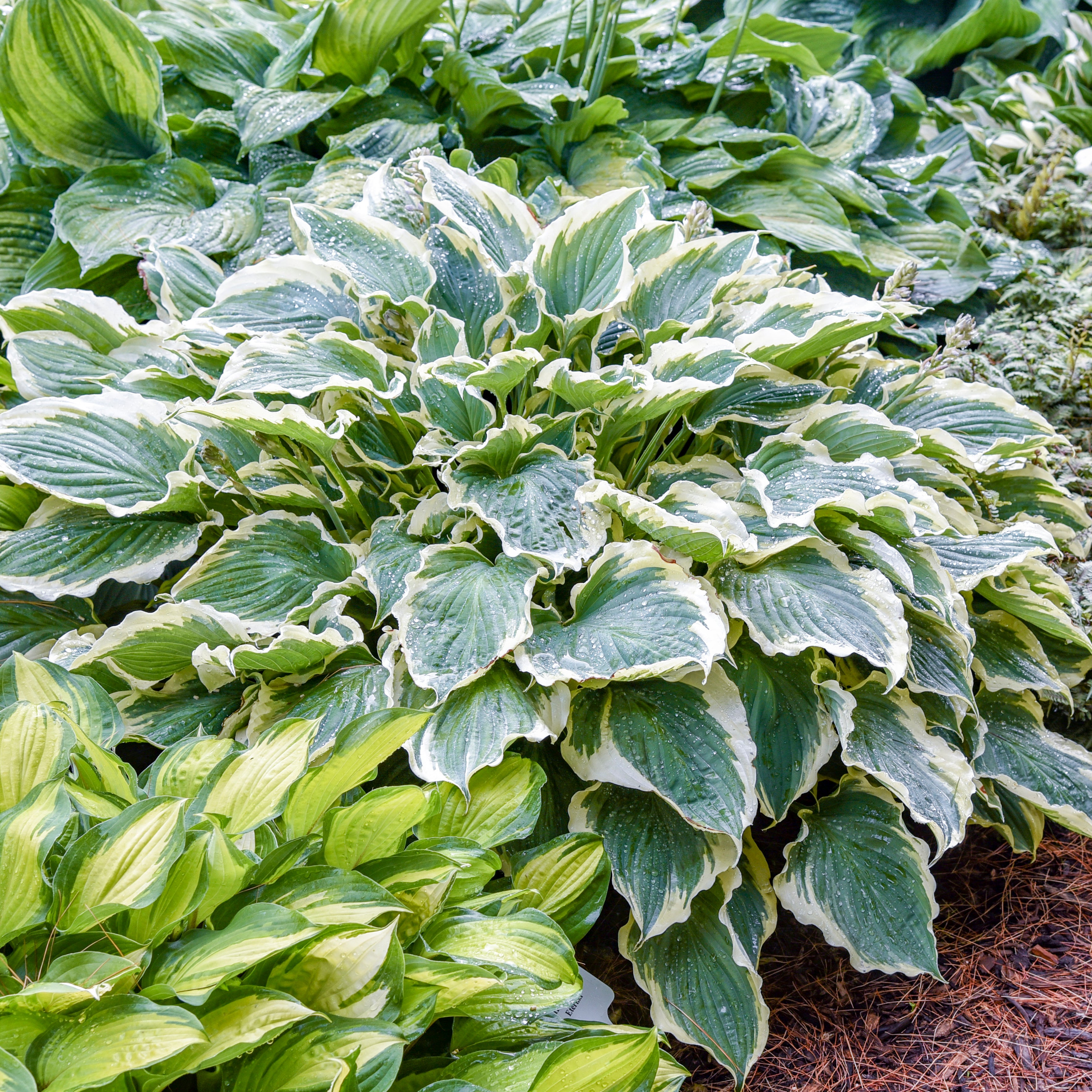 Shadowland® Hosta 'Hope Springs Eternal' | Proven Winners