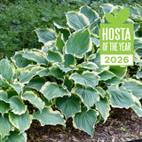 Shadowland hosta 'Hope Springs Eternal' in a pot