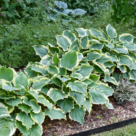 Shadowland Hosta 'Hope Springs Eternal' in a nursery pot