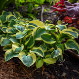 Mighty Mouse hosta in a small pot with green leaves
