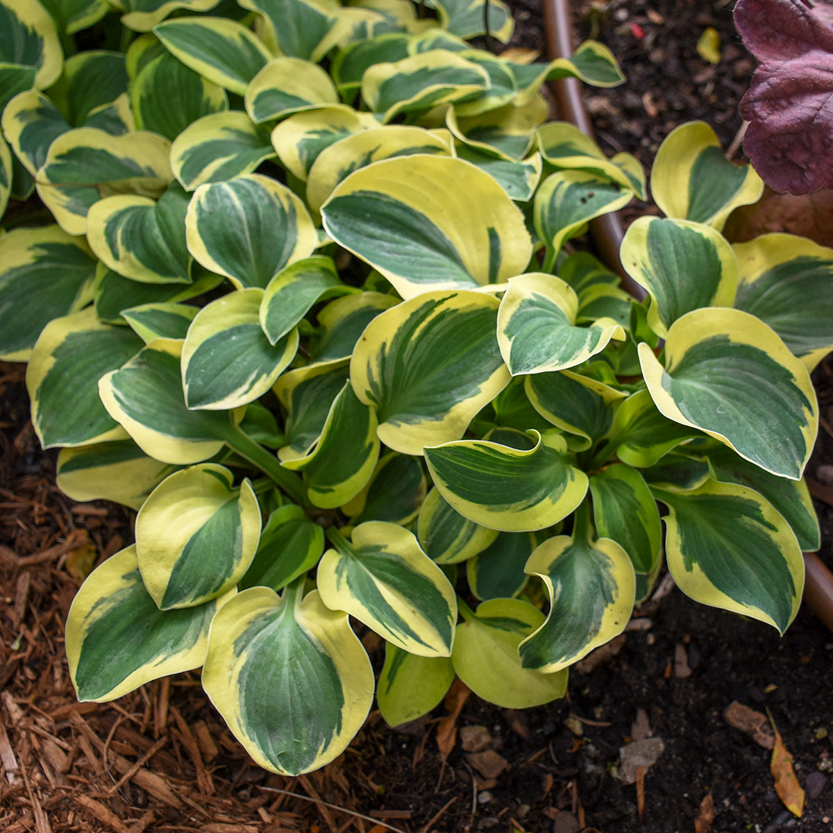 Mighty Mouse hosta in a pot with green and white leaves
