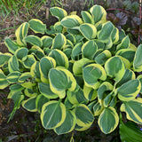 Mighty Mouse hosta in a pot with variegated leaves