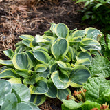 Mighty Mouse hosta with green and blue leaves in a pot