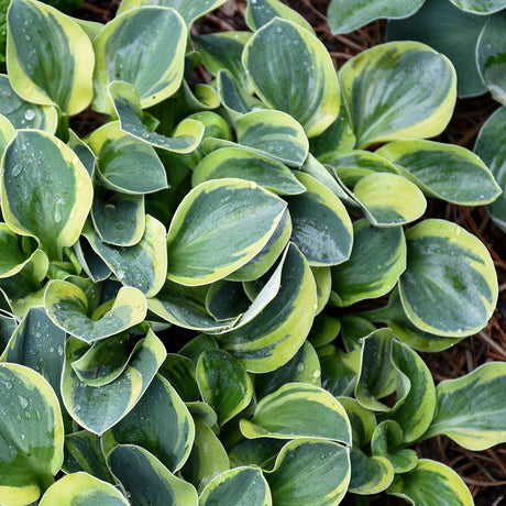 Mighty Mouse hosta in a small pot with green leaves
