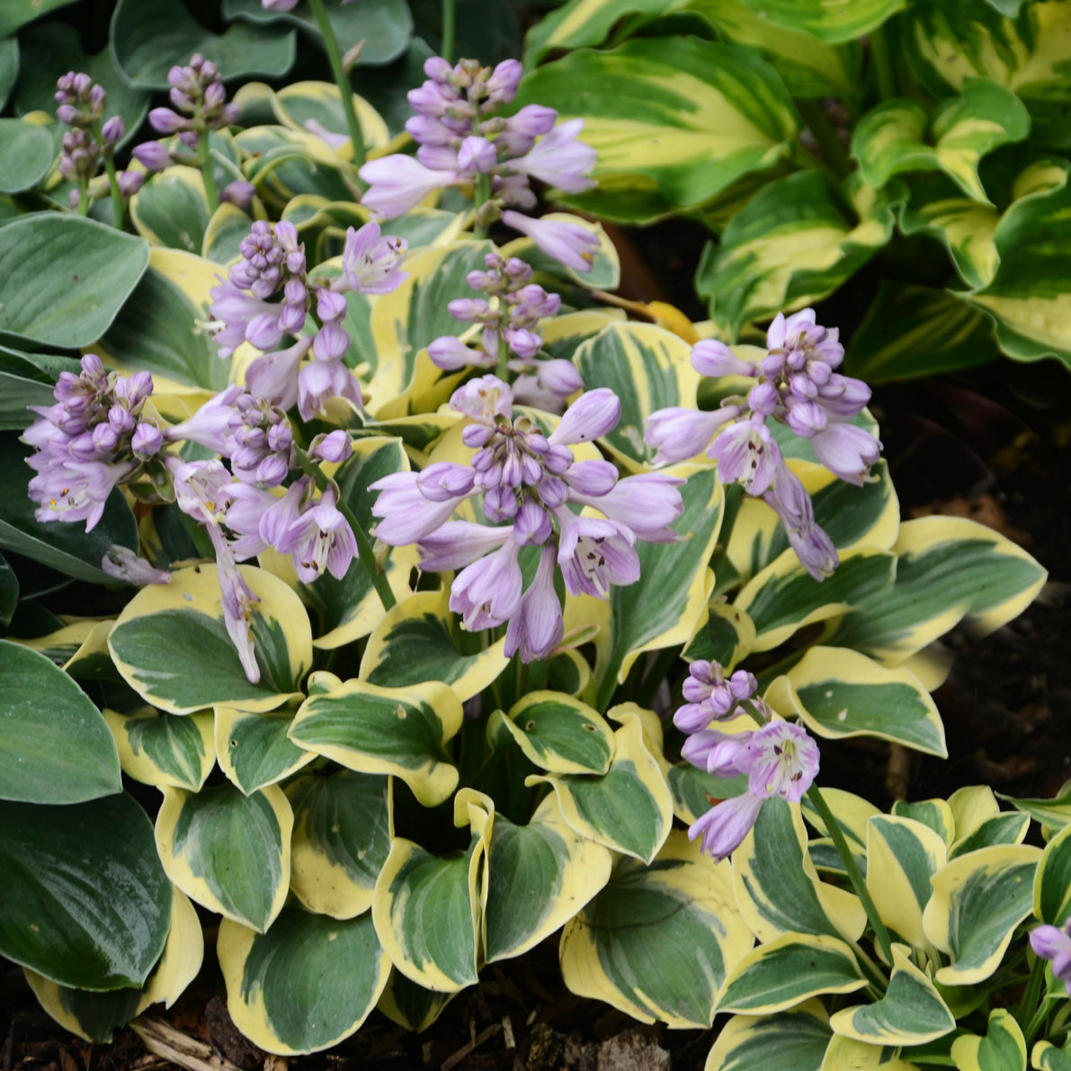 Mini Skirt' hosta in a nursery pot with green leaves