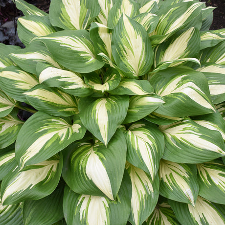 Variegated Miss America hosta in a nursery pot