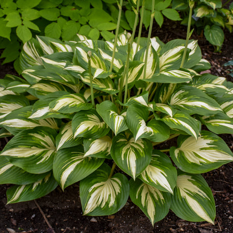 White-edged hosta leaves in a nursery pot