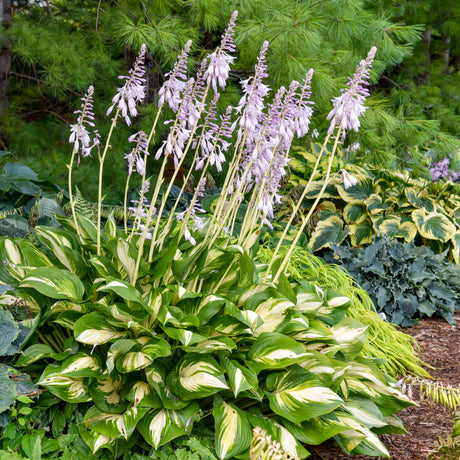 Shadowland Miss America hosta in a nursery pot