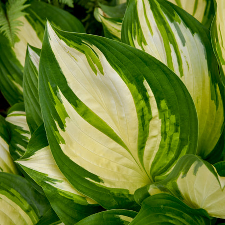 Variegated Miss America hosta in a nursery pot