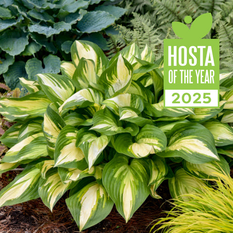 Shadowland Miss America hosta in a pot with white blooms