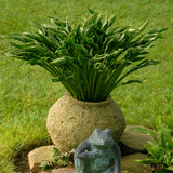 Praying Hands hosta with folded green leaves in a pot