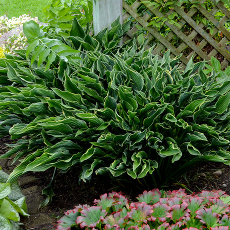 Praying Hands hosta with folded green leaves in a pot