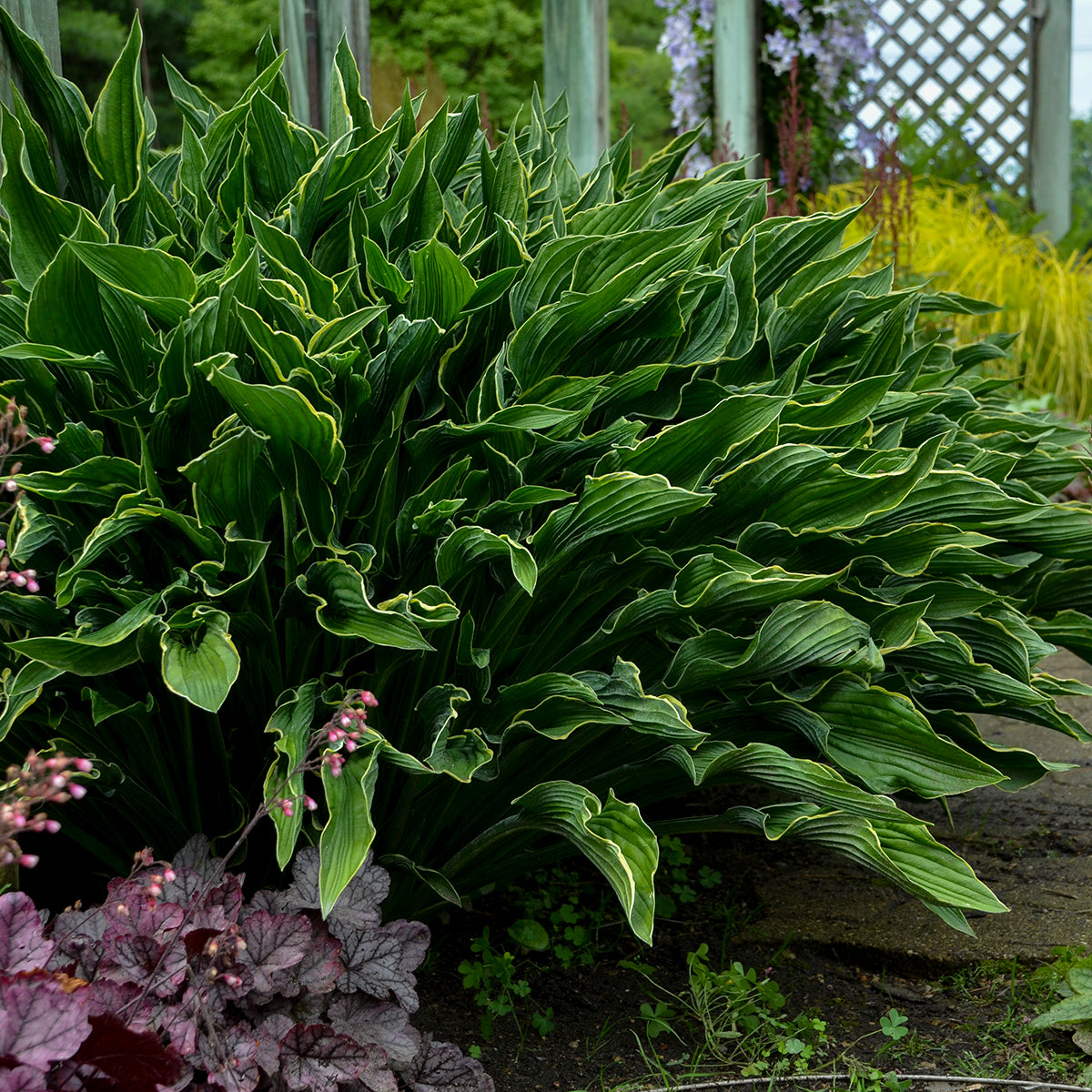 Praying Hands hosta with folded green leaves in a pot