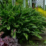 Praying Hands hosta with folded green leaves in a pot