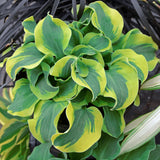 School Mouse hosta in a pot with green and yellow leaves