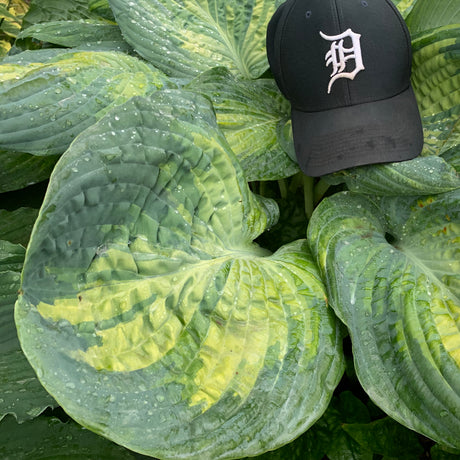 Hosta 'Sound of Music' with broad green and yellow leaves