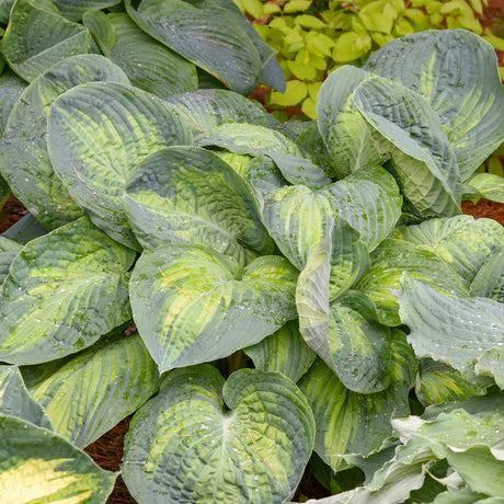 Shadowland Sound of Music hosta in a nursery pot