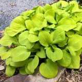 Sun Mouse' hosta with blue-green leaves in a pot
