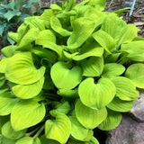Sun Mouse hosta in a pot with green and yellow leaves