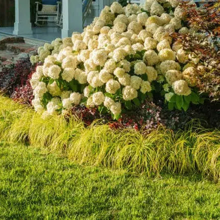 Hydrangea White Wedding in bloom with white flowers