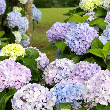 Hydrangea Dear Dolores in a nursery pot