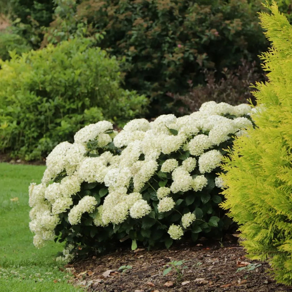 Invincibelle Wee White hydrangea in a pot, white blooms