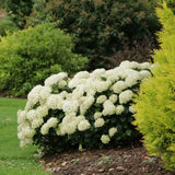 Invincibelle Wee White hydrangea in a pot, white blooms
