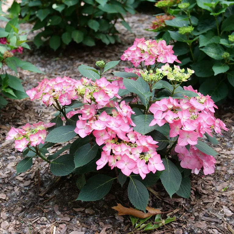 LET'S DANCE HOT STEPPER™ Bigleaf Hydrangea | Proven Winners LET'S DANCE HOT STEPPER™ Bigleaf Hydrangea | Proven Winners