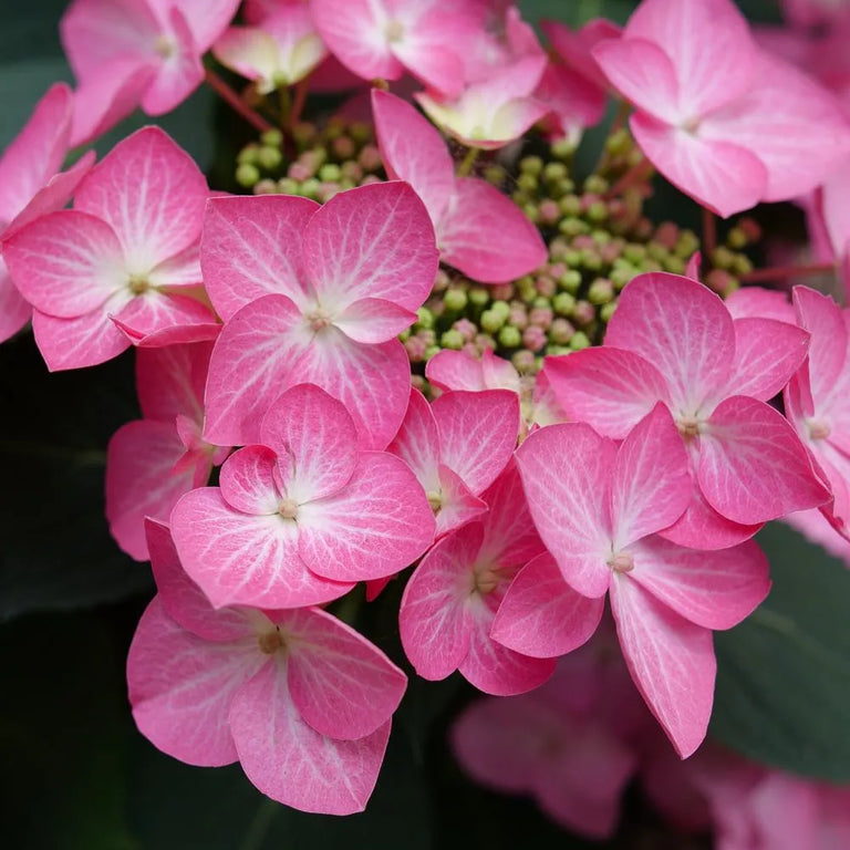 LET'S DANCE HOT STEPPER™ Bigleaf Hydrangea | Proven Winners LET'S DANCE HOT STEPPER™ Bigleaf Hydrangea | Proven Winners