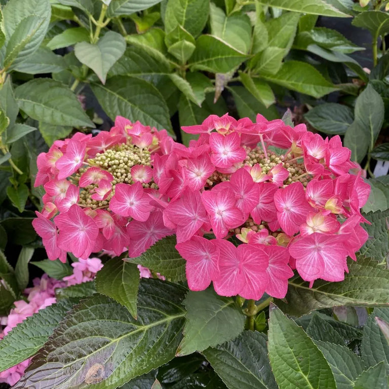 LET'S DANCE HOT STEPPER™ Bigleaf Hydrangea | Proven Winners
