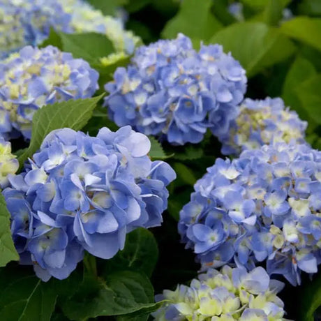 Hydrangea Dear Dolores in a nursery pot